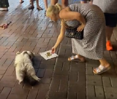トルコの猫はかわいさを利用し自分でお金を稼ぐ方法を確立させているようです！ｗ