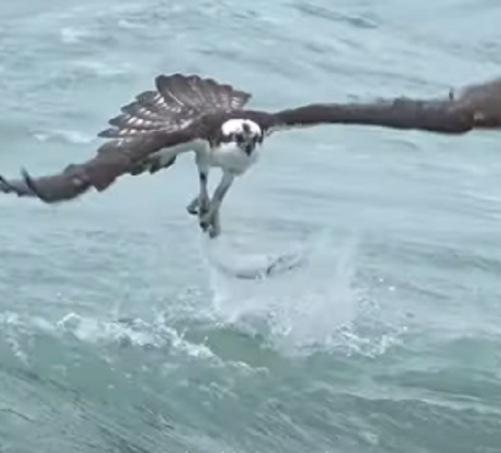 ミサゴが海中に潜って狩りをして飛び立つ凄い瞬間が撮影された！