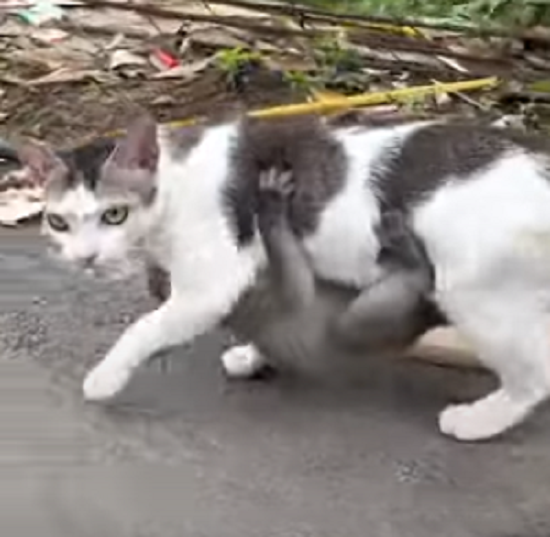 ネコは奇妙な子猫を養子にして育てることにしたようです！ｗ
