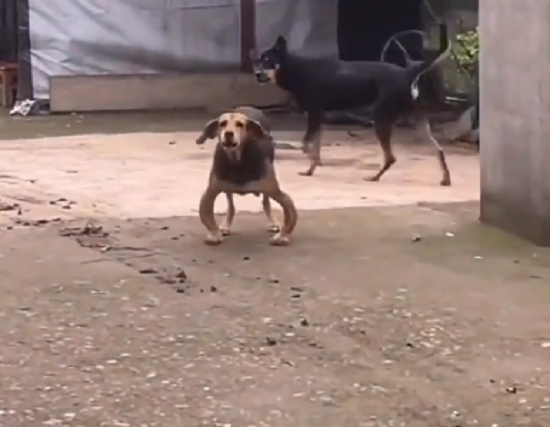 もの凄い「O脚」な犬がいる！　こんなO脚な犬を見たことありますか？