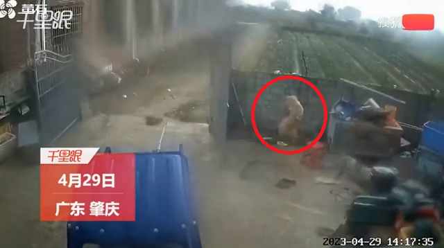 犬が強風で宙を浮き飛ばされてきた！（2つの動画）