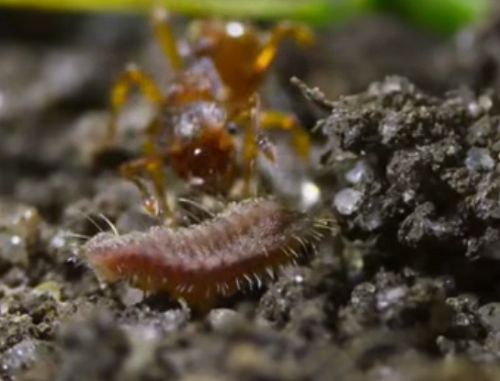 「女王アリ」のフリをして巣に潜り込み幼虫を食い荒らす怖いイモムシがいるらしい！！
