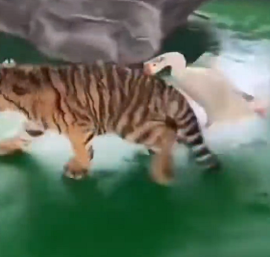 トラがガチョウに虐められ逃げまわっている！ｗ