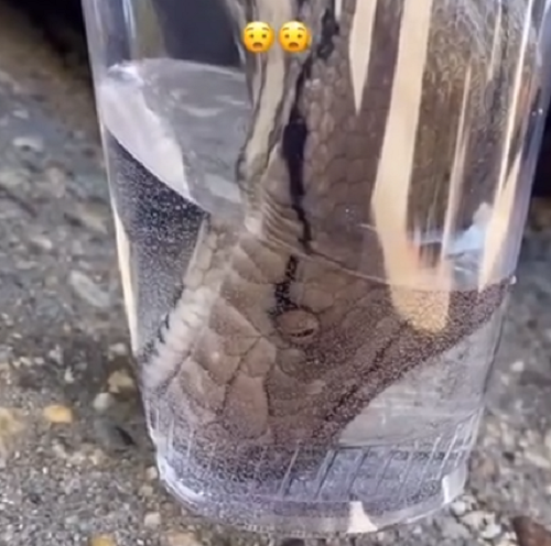 ヘビはとても喉が渇いてたので水を飲むって、その勢いで飲むの！？ｗ