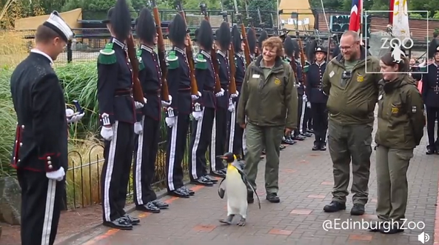 「オウサマペンギン」がノルウェー王立陸軍准将に昇格したようです！　