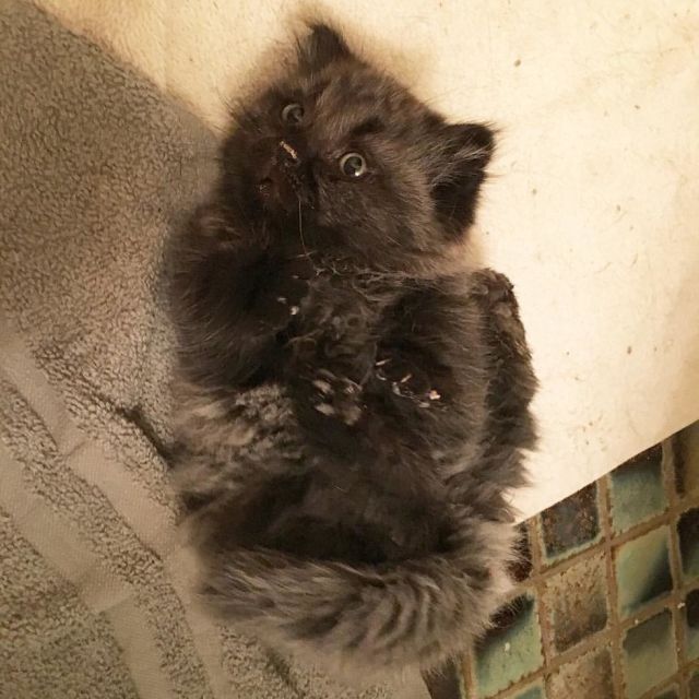 dwarf_kitten_03