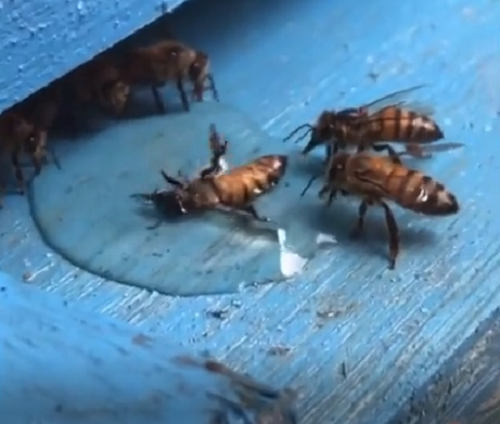 溺れたミツバチを救おうと仲間のミツバチはこうしたって、マンガじゃないんだから！ｗ