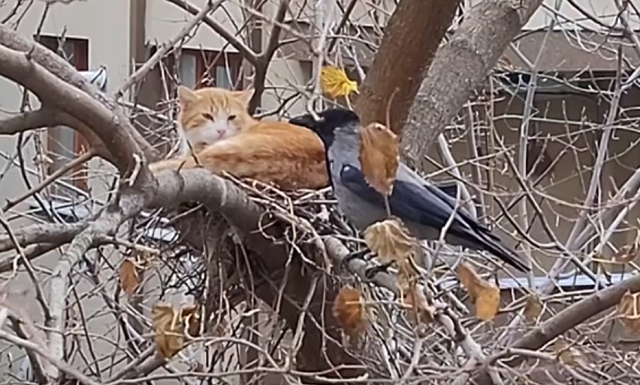 ネコはカラスの巣を占拠して昼寝をすることにした！　カラスが迷惑そうにしているｗ