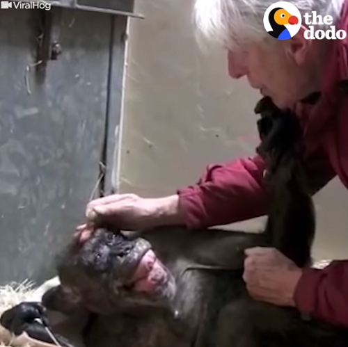 59歳のチンパンジーが死を覚悟していたが古い友人と会ったら驚くべき反応をした！