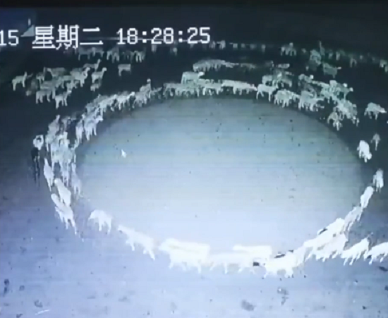 ヒツジの群れが12日間も輪になってグルグル動き回る不気味な光景…！　これは何をしているの？