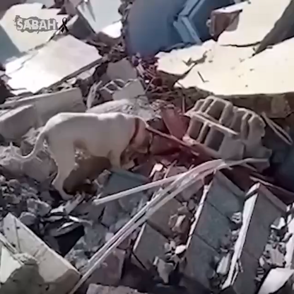 トルコで犬が飼い主を探し瓦礫を掘っていた！