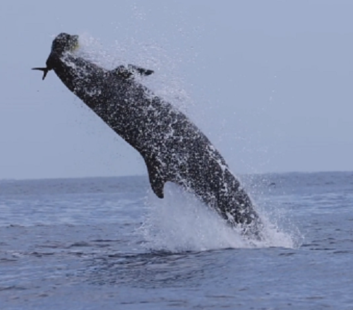 オキゴンドウクジラがシイラを捕まえて水面をジャンプする珍しい瞬間！