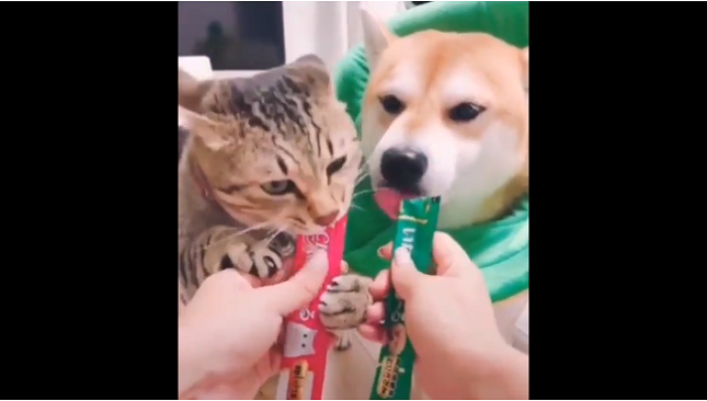 猫と犬が夢中で舐めてるオヤツを無断で交換したらこうなったw 無言の抗議をしているw 夜ふかしのすすめ 猫と犬が夢中で舐めてるオヤツを無断で交換したらこうなったw 無言の抗議をしているw 夜ふかしのすすめ