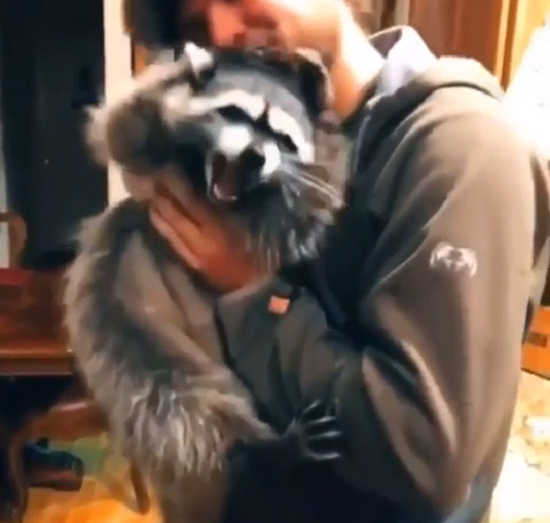 アライグマは飼い主からの猛烈なキス攻撃をすっごく嫌がっていた！ｗ