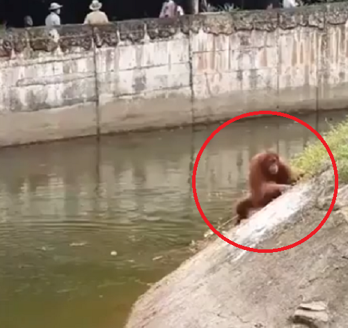 オランウータンを餌でおびき寄せ溺れさせる来園者！　それを引き揚げ心配蘇生法で救助した飼育員！