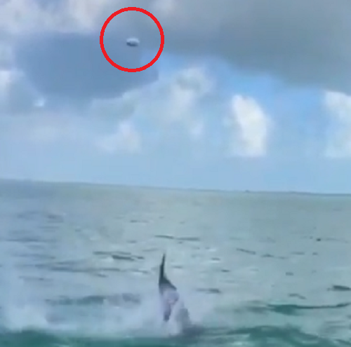 イルカが魚を空中に放り投げた瞬間、海鳥がすかさずそれをかっさらっていった！ｗ