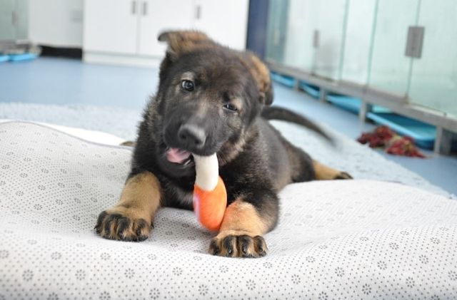 cloned_police_dog_in_china_06