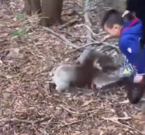 荒ぶるコアラが人間の子供を攻撃してきた！　可愛くても野生動物なのねｗ