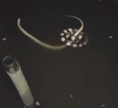 ２匹のヘビが水中で戦う様子を見ていると目が回りそうになる！ｗ（2つの動画）