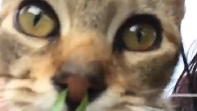 猫の鼻の穴に草が入って隣の穴から出てきてたw どうしてこうなった 夜ふかしのすすめ 猫の鼻の穴に草が入って隣の穴から出てきてたw どうしてこうなった 夜ふかしのすすめ