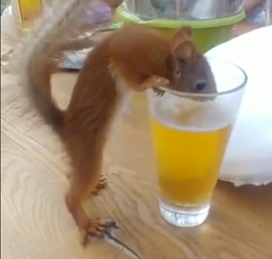 リスがビールを飲みながら干物をツマミに冬の前の宴をしていた！ｗ（2つのビデオ）