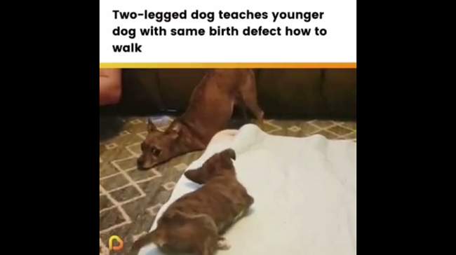 前足の無い犬は 同じく前足の無い子犬に立ち方を教えていました 夜ふかしのすすめ 前足の無い犬は 同じく前足の無い子犬に立ち方を教えていました 夜ふかしのすすめ