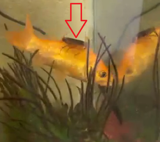 金魚の背中に「ゴキブリ」が乗って一緒に泳いでいるのだが、なんでだ！？　