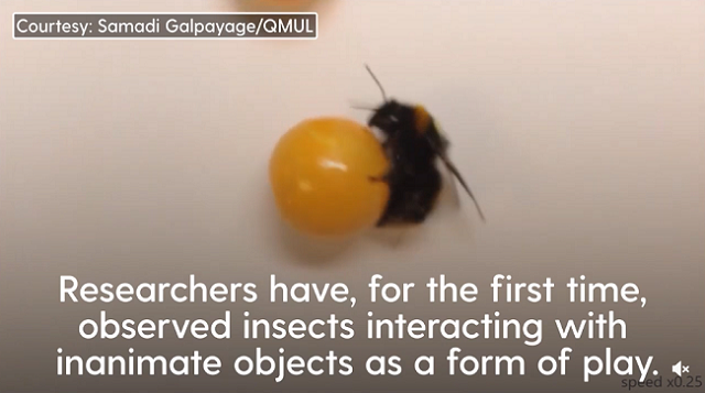 「マルハナバチ」はボールを転がして遊ぶことが発見された！　昆虫も遊ぶんだね！