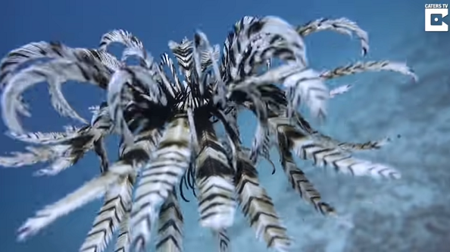「フェザースター」という鳥の羽根の塊にしか見えない不思議なウミユリが泳ぐ珍しい映像！