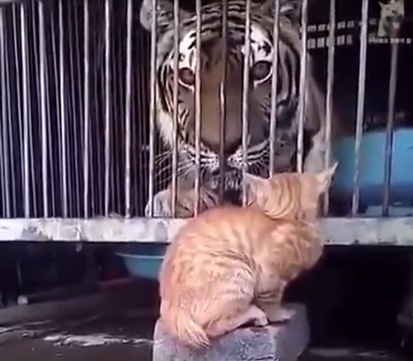ネコがどんな猛獣よりも強い真の「百獣の王」だという証明する映像がこちら！ｗ