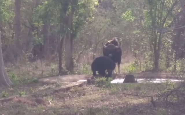 バイソンがツキノワグマにこっそり近付いた結果、こうなった！ｗ