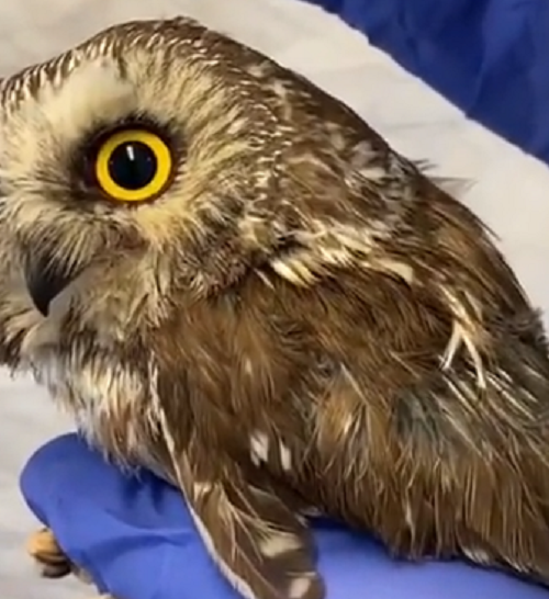 生きたフクロウの耳を覗いてみたら、ちょっとグロくてキモかった！ｗ