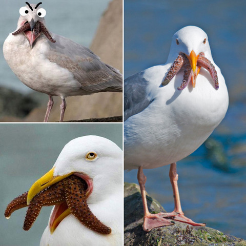 恐ろしい 面白い ヒトデを食べてるカモメがキモい 夜ふかしのすすめ 恐ろしい 面白い ヒトデを食べてるカモメがキモい 夜ふかしのすすめ