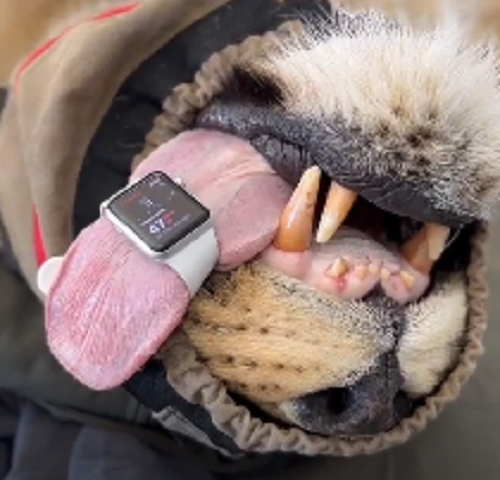 ライオンの舌にスマートウォッチを装着することで心拍数を正確に測定できることを発見した獣医！ｗ