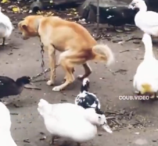 ガチョウたちの美味しいオヤツって、犬は落ち着かなくて可哀そう！ｗ