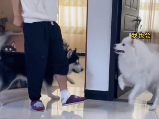 ２匹の犬が飼い主の足のケガを真似てからかいだした！　バカにされている？ｗ　