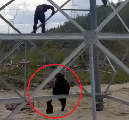 クマの母子が鉄塔に登って作業者と遊ぼうとしている！？