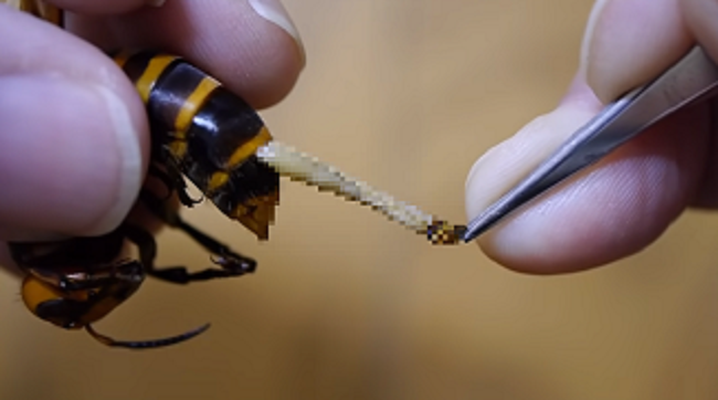 オオスズメバチのお腹から寄生虫をずるずると引き摺り出す動画が海外で話題に キモ過ぎる 夜ふかしのすすめ オオスズメバチのお腹から寄生虫をずるずると引き摺り出す動画が海外で話題に キモ過ぎる 夜ふかしのすすめ