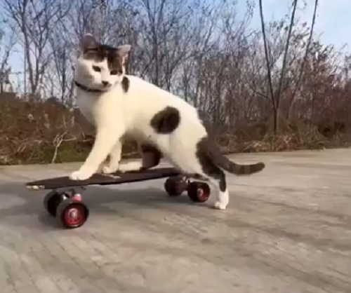 スケートボードを楽しむ「ネコ」がいる！ｗ