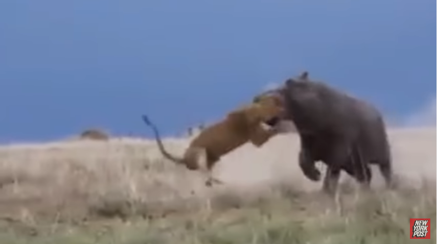 ライオンにイラついたカバ ライオンの頭を咥えて振り回す刑を執行 夜ふかしのすすめ