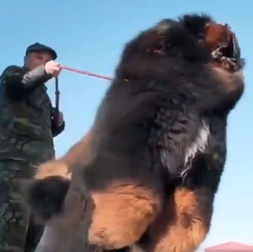 巨大すぎる犬がいるが、散歩できる気がしない！ｗ