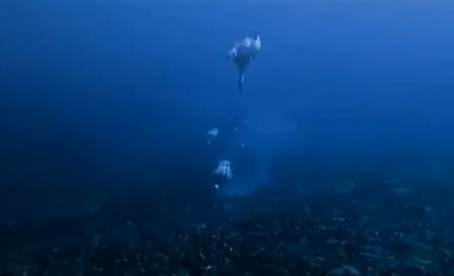貝を求め海底に潜っていく「アヒル」たちがいるのだが！？
