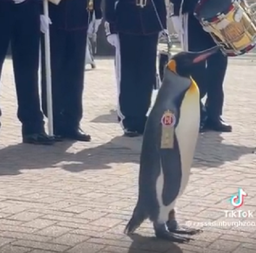オウサマペンギンのニルス三世卿が最近ノルウェー国王近衛隊の「少将」に昇進しました！