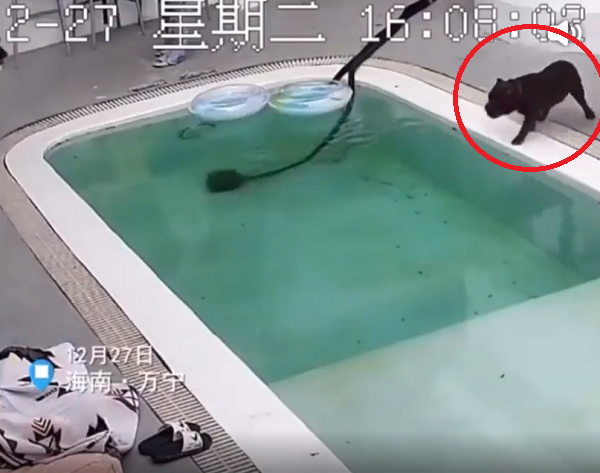 溺れる犬を救助って、泳げないくせにプールが好きって困った犬がいる！ｗ