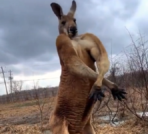 カンガルーがウザいほど筋肉自慢してくるのだが！ｗ