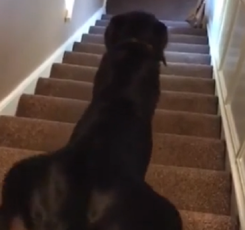 犬の階段の下り方がおかしいというか痛すぎるだろ！ｗ
