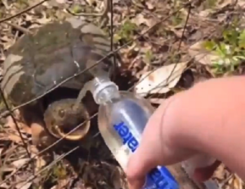 カメが水を欲しがっているようなので与えてみたら怖いことになった！ｗ