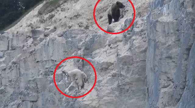 ヤギを追う熊が空を飛んだ！？　獲物を追う熊の執念が最悪の結果になった！