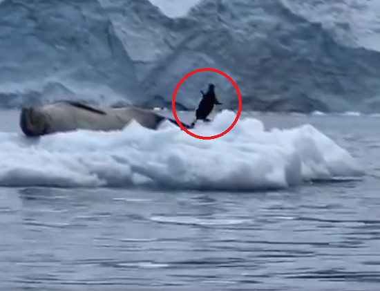 ペンギンが流氷に飛び乗ったらアザラシがいてダッシュで逃げ出す姿がちょっとかわいい！ｗ