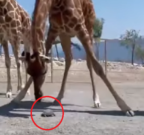 キリンは小さな友達のカメが早く進めるようお手伝いをしてる！？ｗ